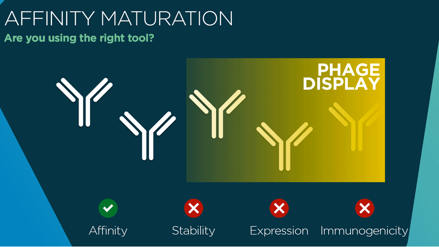 The challenges of phage display for affinity maturation featured image