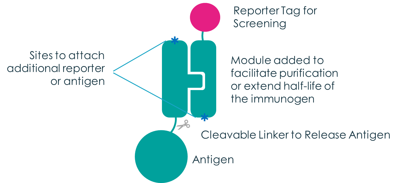 Antigen design: reporter tags, purification modules and cleavage linkers.