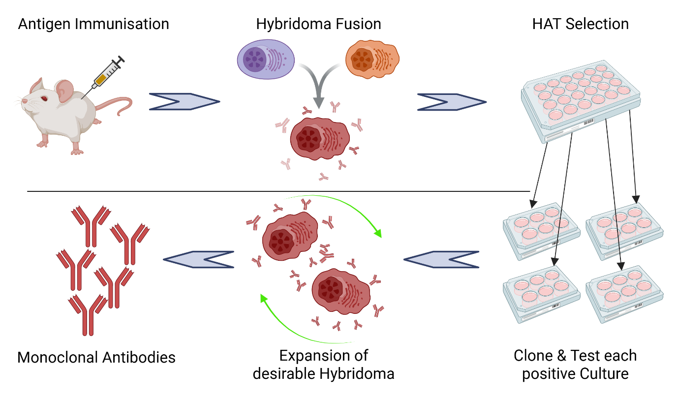 Mouse Hybridoma for Monoclonal Antibody Discovery illustration