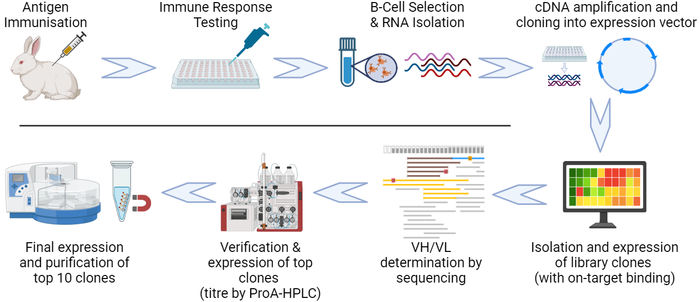 Fig 1. Fusion Antibodies B-Cell Cloning Process