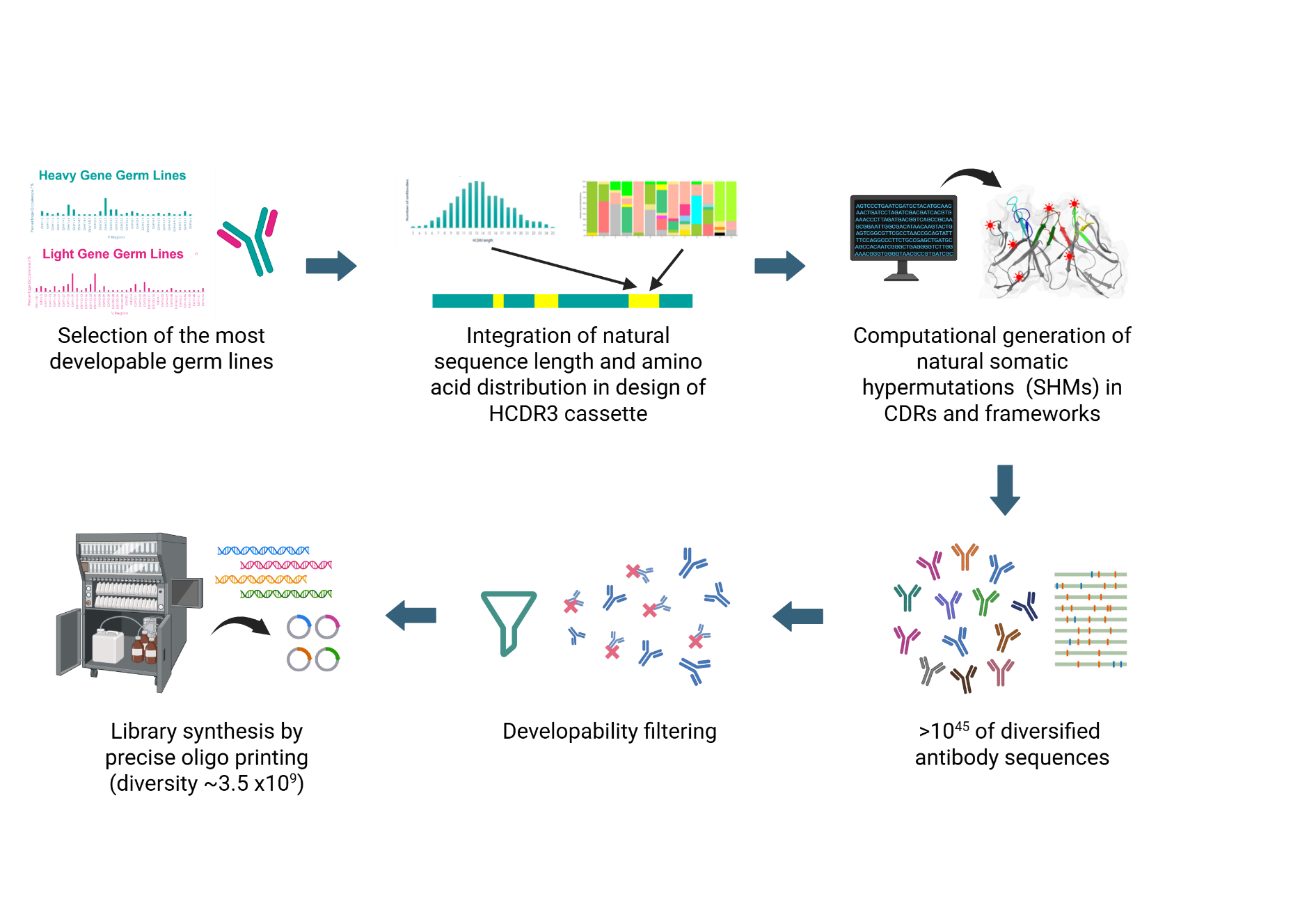 The design and synthesis of the OptiMAL® library