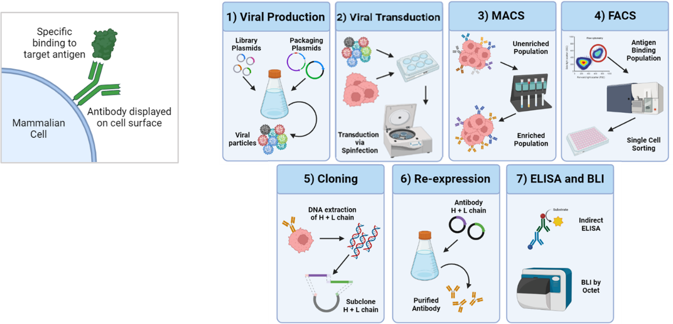 Mammalian Display process
