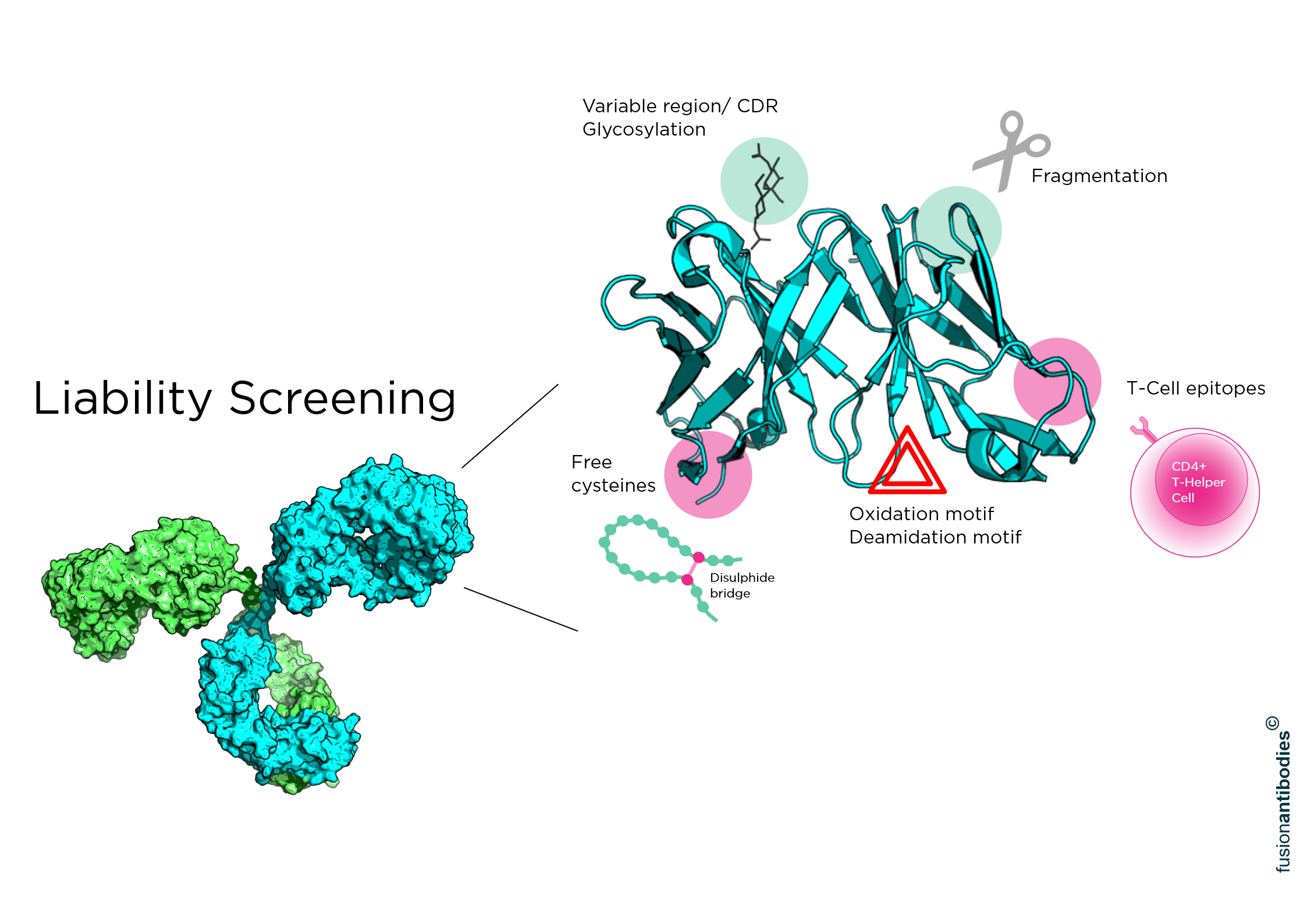 Antibody Developability illustration
