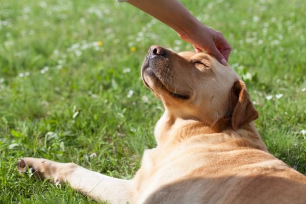Dog — veterinary antibody development