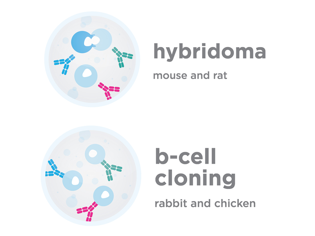 Hybridoma and B-Cell Cloning