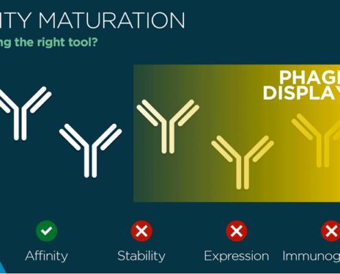 Affinity maturation phage display