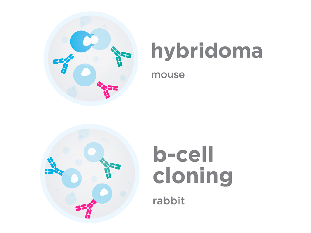Mouse Hybridoma and Rabit B-Cell Cloning