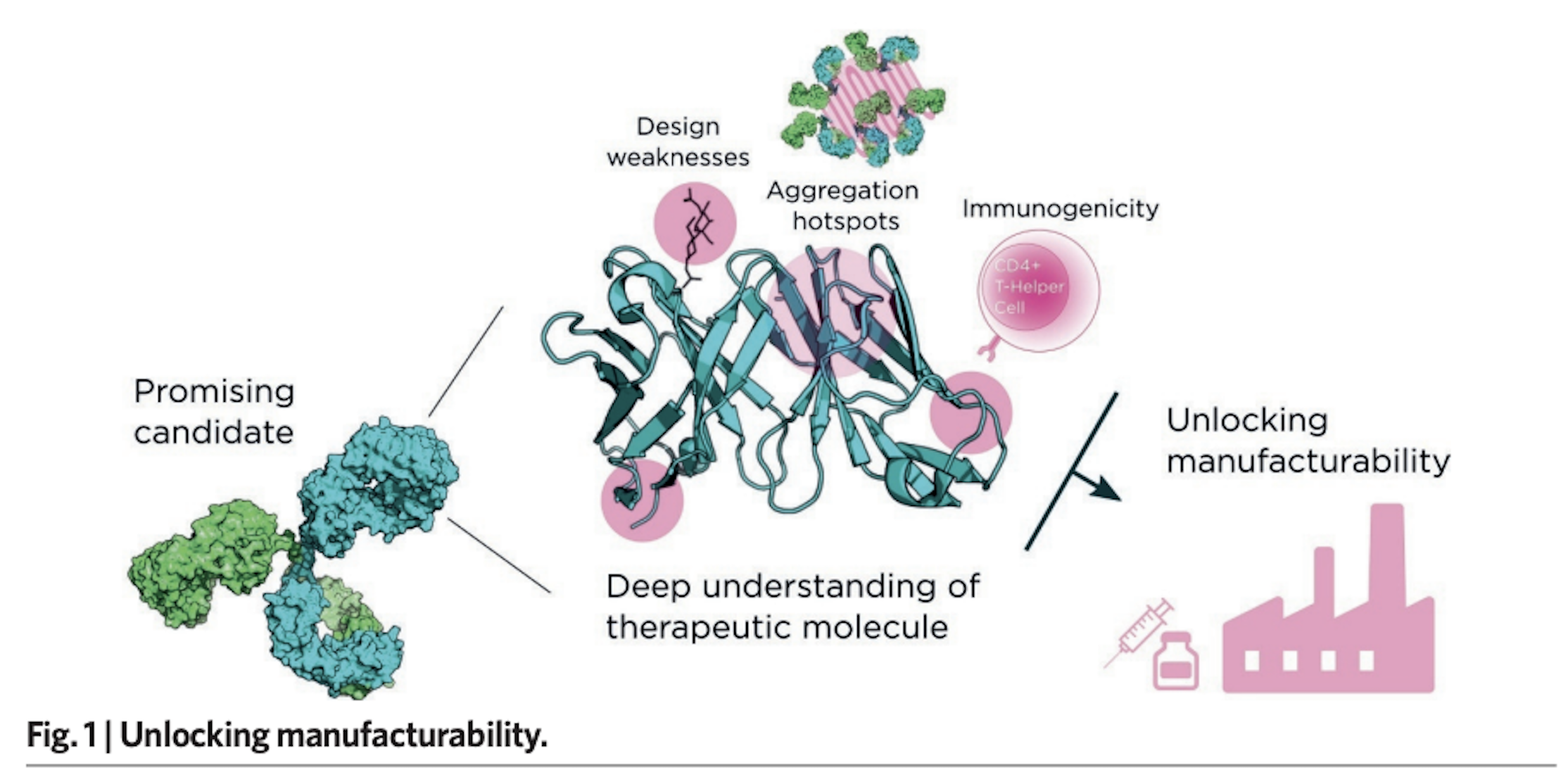 Fusion Antibodies | Unlocking Manufacturability