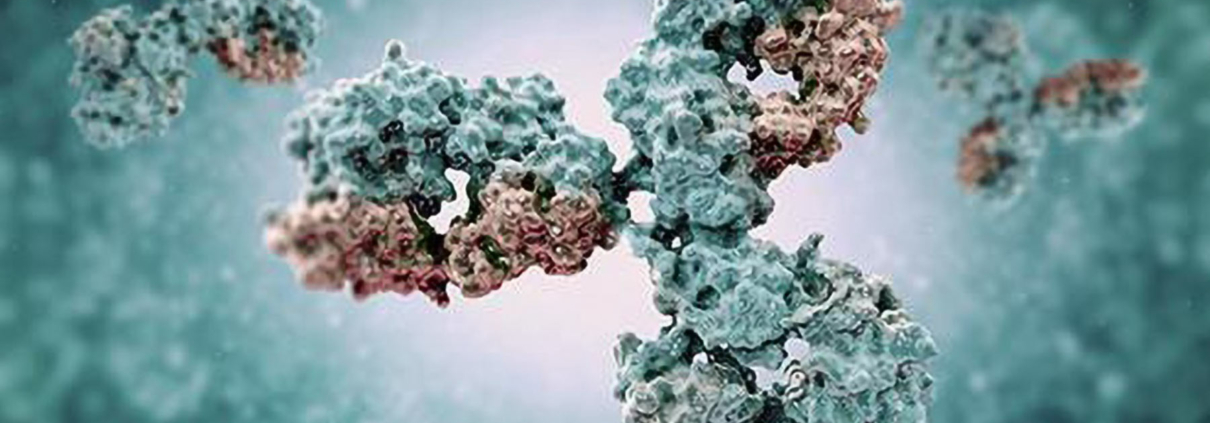 Fusion Antibody Structure