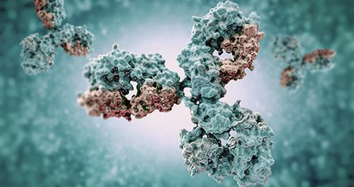 Fusion Antibody Structure