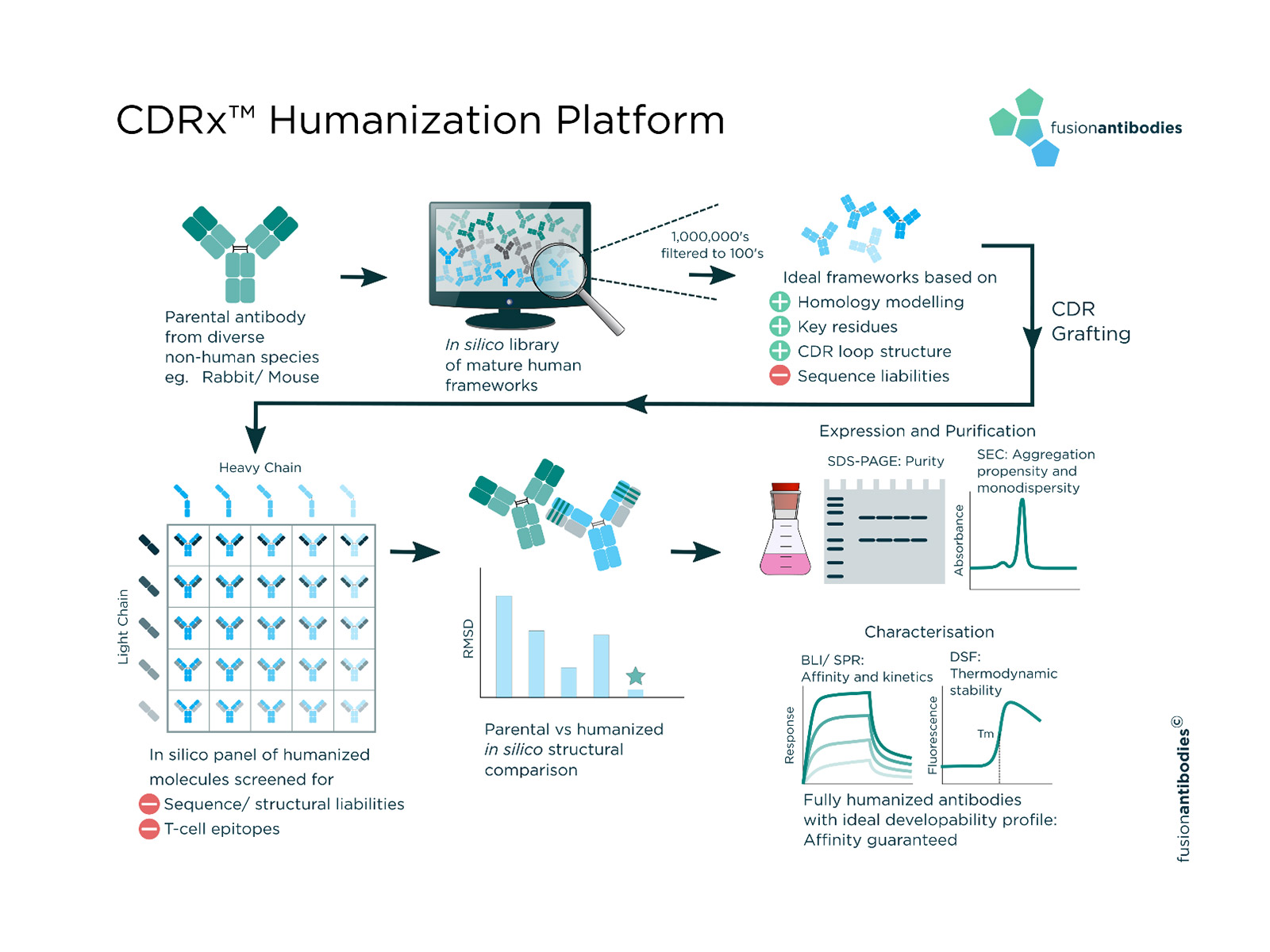 Fusion Antibodies CDRX Humanization Platform