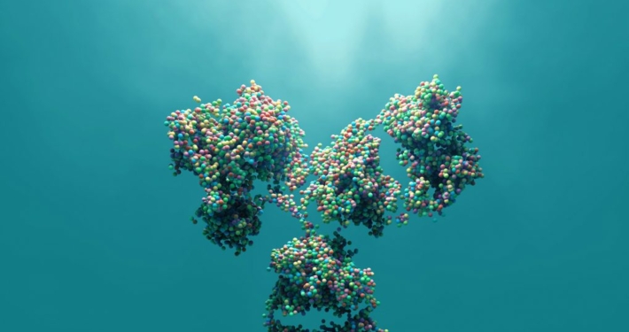 Fusion Antibodies Supply Antibody Characterization